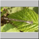 Enallagma cyathigerum - Gemeine Becherjungfer w01.jpg